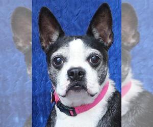 Boston Terrier Dogs for adoption in Cuba, NY, USA
