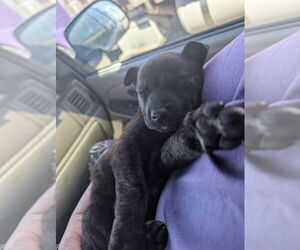 American Pit Bull Terrier-German Shepherd Dog Mix Dogs for adoption in Imlay City, MI, USA