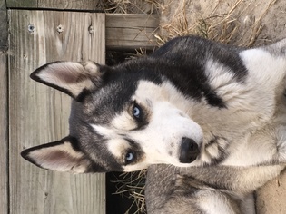 Medium Photo #1 Siberian Husky Puppy For Sale in Raleigh, NC, USA