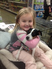 Jack-Rat Terrier Dogs for adoption in Cincinnati, OH, USA