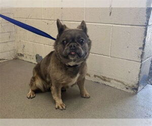 French Bulldog-Unknown Mix Dogs for adoption in San Bernardino, CA, USA