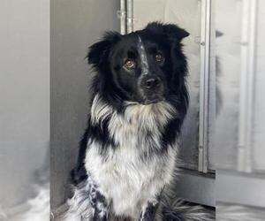 Border Collie Dogs for adoption in Redlands, CA, USA