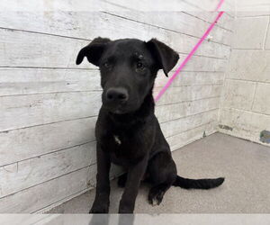German Shepherd Dog-Unknown Mix Dogs for adoption in San Bernardino, CA, USA