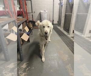 Great Pyrenees Dogs for adoption in Stockton, CA, USA
