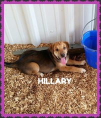 Medium Photo #1 Labrador Retriever-Unknown Mix Puppy For Sale in Granbury, TX, USA
