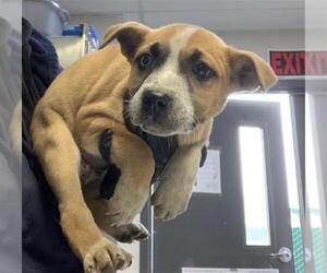 Mutt Dogs for adoption in Visalia, CA, USA