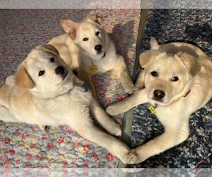 Labrador Retriever-Shiba Inu Mix Dogs for adoption in Agoura Hills, CA, USA