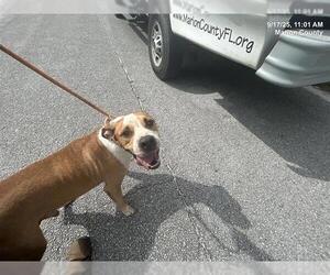 Mutt Dogs for adoption in Ocala, FL, USA