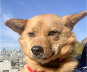 Mutt Dogs for adoption in San Ramon, CA, USA