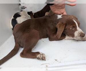 Labrador Retriever-Unknown Mix Dogs for adoption in Houston, TX, USA