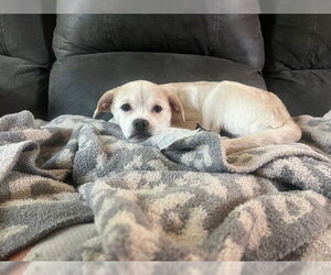 Puggle Dogs for adoption in Lakewood, CO, USA