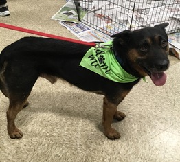 Shepweiller Dogs for adoption in Herndon, VA, USA