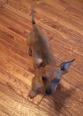 Chiweenie Dogs for adoption in Coldwater, MI, USA