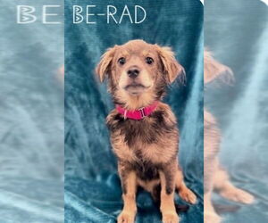 Chihuahua-Unknown Mix Dogs for adoption in Rockaway, NJ, USA