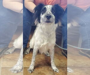 Border Collie Dogs for adoption in Amarillo, TX, USA