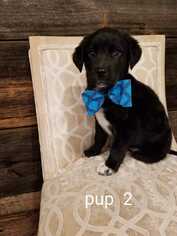 Medium Photo #1 Borador Puppy For Sale in CORNING, NY, USA
