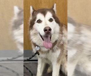 Siberian Husky Dogs for adoption in Forestville, MD, USA