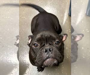 American Staffordshire Terrier Dogs for adoption in Hillsboro, NH, USA