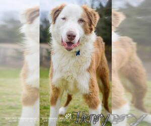 Borzoi-Irish Setter Mix Dogs for adoption in Whitewright, TX, USA
