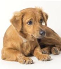Mutt Dogs for adoption in Monroe, VA, USA