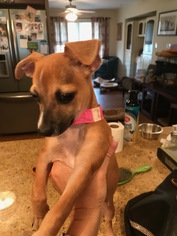 Chihuahua Dogs for adoption in Tenafly, NJ, USA