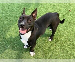 Staffordshire Bull Terrier-Unknown Mix Dogs for adoption in Orange, CA, USA