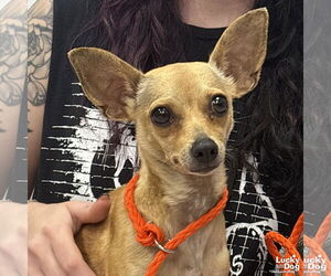 Chihuahua-Unknown Mix Dogs for adoption in Washington, DC, USA