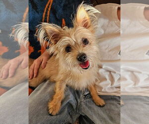 Cairn Terrier-Unknown Mix Dogs for adoption in Agoura Hills, CA, USA