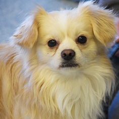 Pekingese Dogs for adoption in Huntley, IL, USA