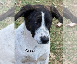 Mutt Dogs for adoption in NEWPORT NH, NH, USA