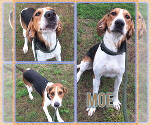 Mutt Dogs for adoption in Pierceton , IN, USA