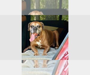 Boxer Dogs for adoption in Austin, TX, USA