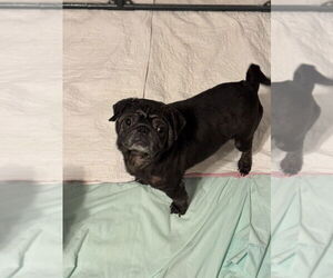 Pug Dogs for adoption in Oak Bluffs, MA, USA