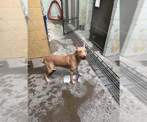 American Pit Bull Terrier Dogs for adoption in Stockton, CA, USA