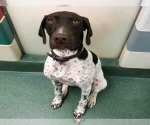 German Shorthaired Pointer Dogs for adoption in Plano, TX, USA