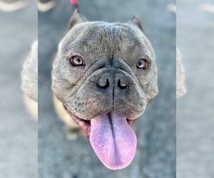 American Staffordshire Terrier-French Bulldog Mix Dogs for adoption in Lake Forest, CA, USA