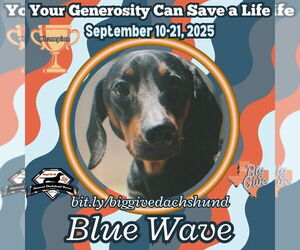 Dachshund Dogs for adoption in San Antonio, TX, USA