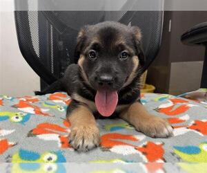 Mutt Dogs for adoption in Stockton, CA, USA