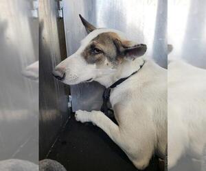 Mutt Dogs for adoption in San Antonio, TX, USA