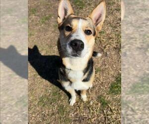 German Shepherd Dog-Unknown Mix Dogs for adoption in Conroe, TX, USA