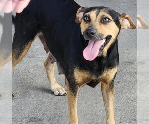 Mutt Dogs for adoption in San Antonio, TX, USA