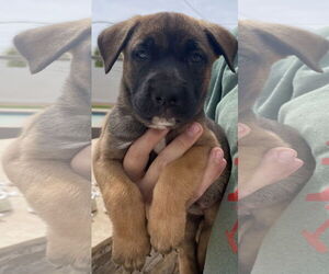 Mastiff-Unknown Mix Dogs for adoption in Goodyear, AZ, USA
