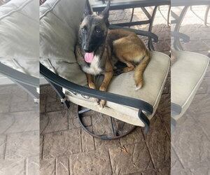 German Shepherd Dog-Unknown Mix Dogs for adoption in Stevens Point, WI, USA