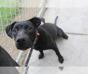 Labrador Retriever Dogs for adoption in Modesto, CA, USA