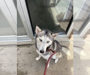 Huskies -Unknown Mix Dogs for adoption in Aurora, IL, USA