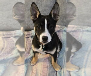 Basenji-Unknown Mix Dogs for adoption in Clarkston, MI, USA