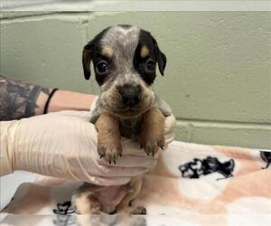 Doberman Pinscher-Unknown Mix Dogs for adoption in Tulsa, OK, USA
