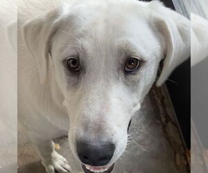 Great Pyrenees-Unknown Mix Dogs for adoption in Dallas, TX, USA