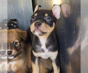 American Staffordshire Terrier-Unknown Mix Dogs for adoption in San Antonio, TX, USA