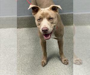 Mutt Dogs for adoption in Las Vegas, NV, USA